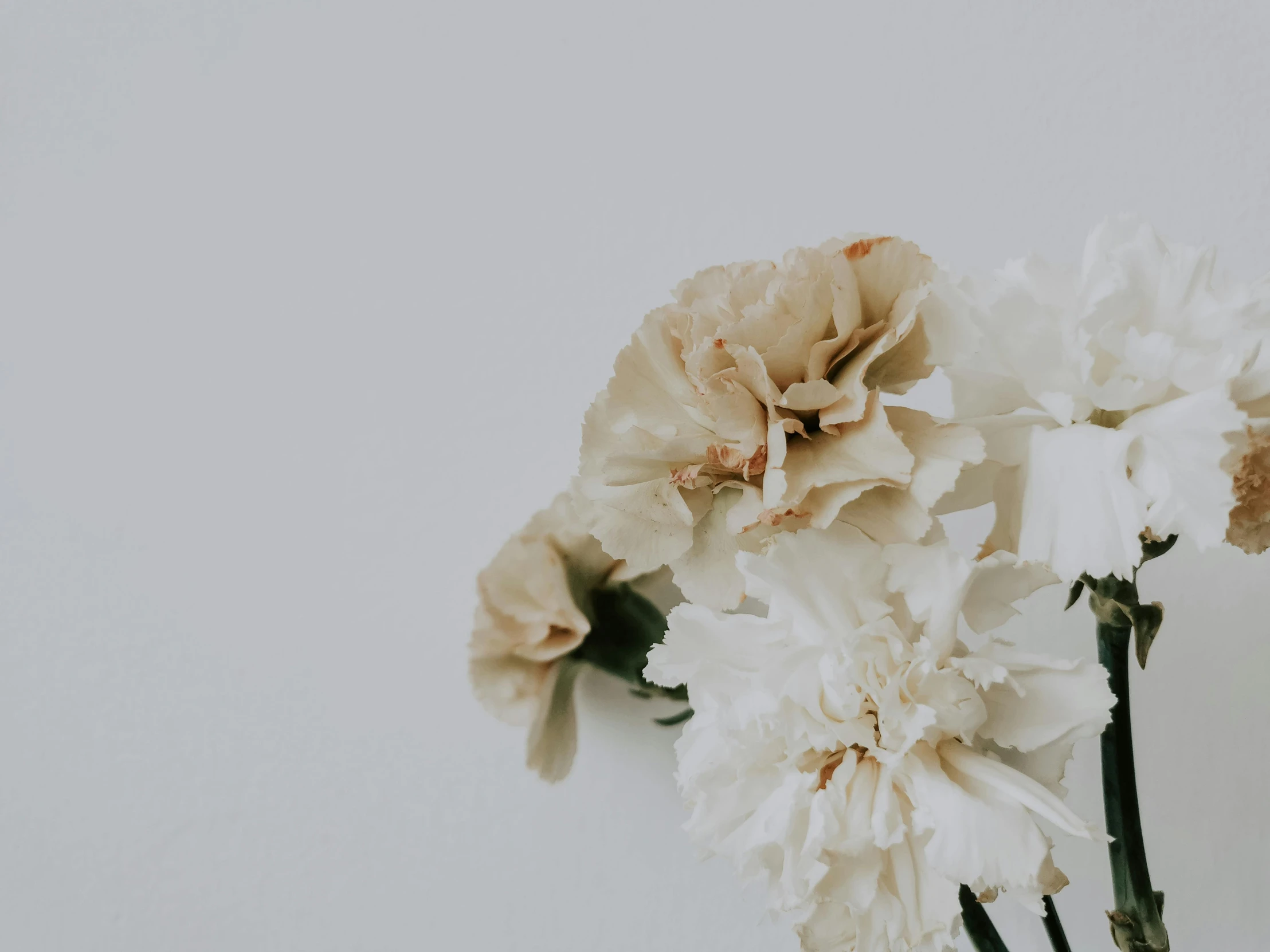 a vase filled with white flowers on top of a table, by Carey Morris, trending on unsplash, minimalism, carnation, background image, beige colors, white background : 3