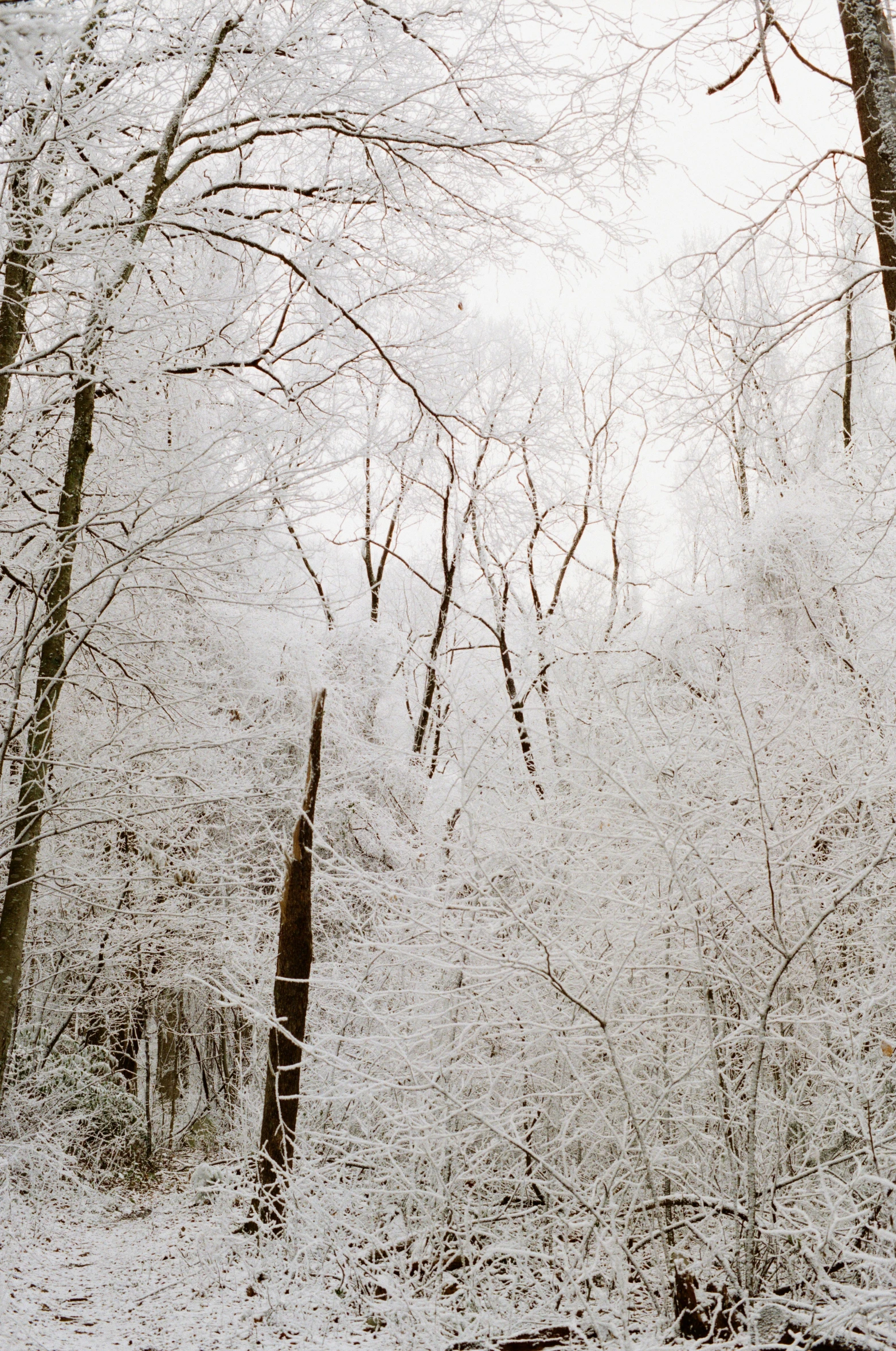 a red fire hydrant sitting in the middle of a snow covered forest, by Carey Morris, panoramic shot, silver，ivory, film photo, appalachian mountains