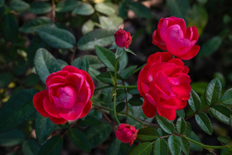 a group of red roses sitting next to each other, vibrant foliage, manuka, 'groovy', a high angle shot