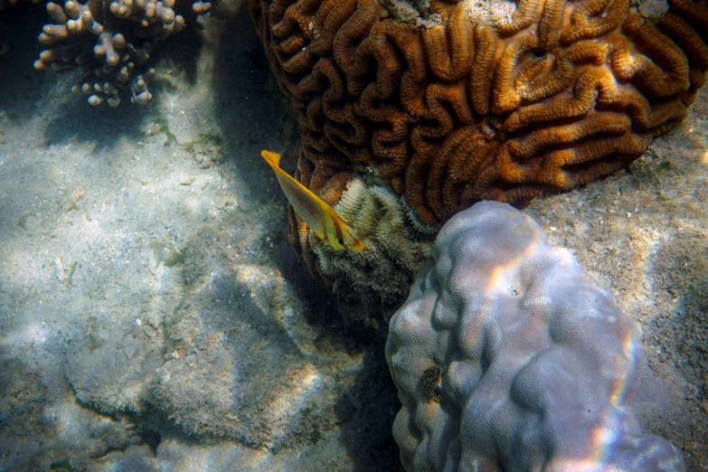 a fish that is swimming in the water, covered in coral, yellow, great barrier reef, taken in 2 0 2 0