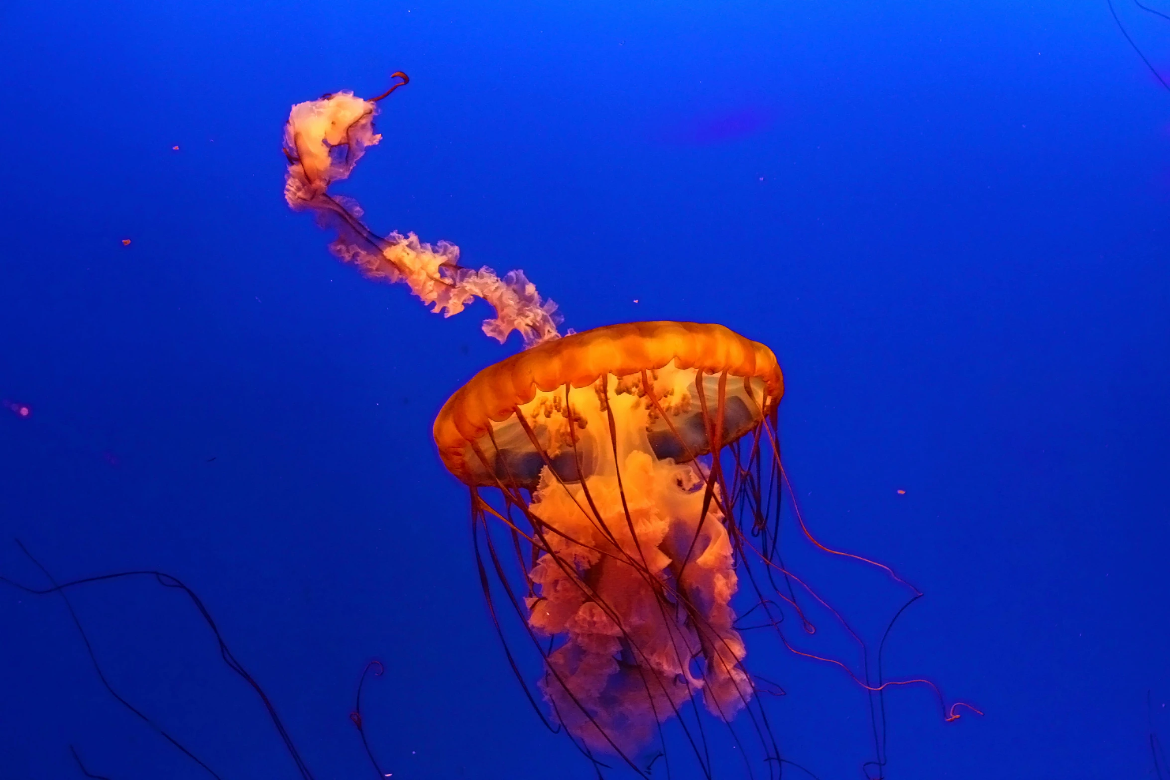 a jellyfish that is floating in the water, by Matt Cavotta, pexels contest winner, blue and orange, dome, 🦩🪐🐞👩🏻🦳, slide show