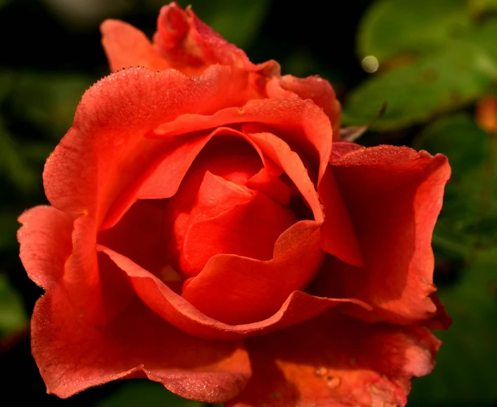 a close up of a red rose with water droplets, by Gwen Barnard, pexels contest winner, orange, terracotta, glorious sunlight, manuka