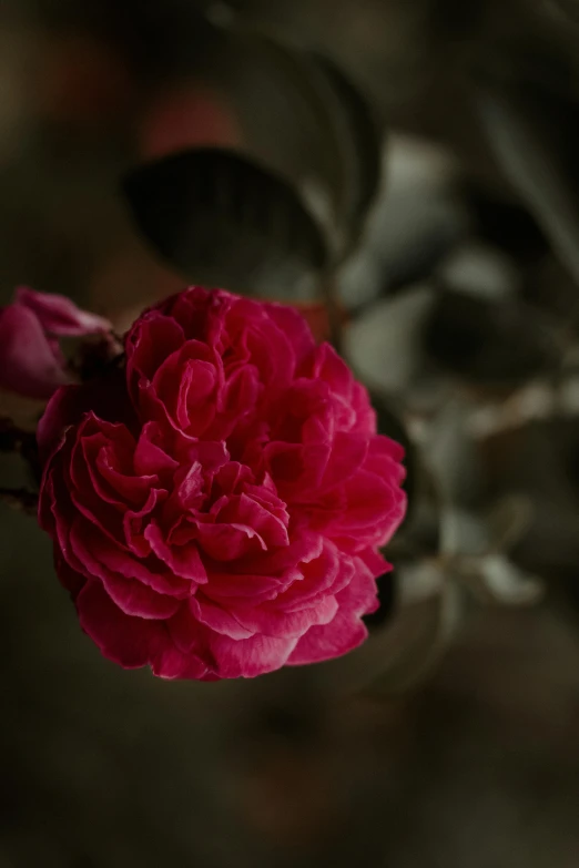 a pink flower sitting on top of a green plant, inspired by Louis Buvelot, unsplash, romanticism, dark red, aged, rubens, medium close shot