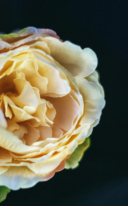 a close up of a yellow rose on a black background, a digital rendering, by David Simpson, pexels, peonies, peach embellishment, made of silk paper, medium format. soft light