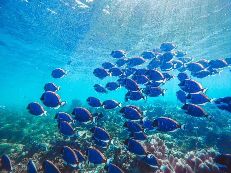 a large group of fish swimming in the ocean, fan favorite, azure blue water, beautiful surroundings, waneella