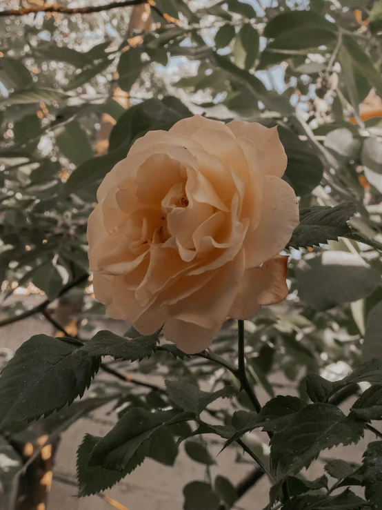 a close up of a flower on a tree, inspired by Elsa Bleda, trending on unsplash, sitting in the rose garden, ☁🌪🌙👩🏾, (light orange mist), vintage aesthetic