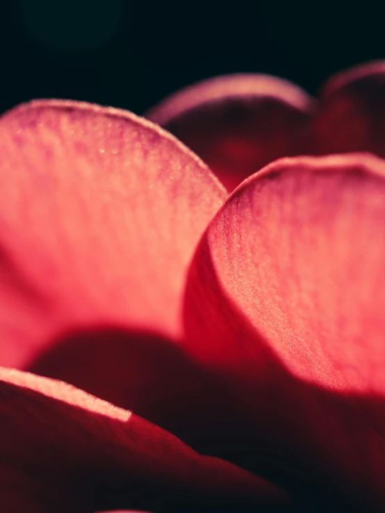 a close up of the petals of a flower, a macro photograph, inspired by Elsa Bleda, trending on unsplash, romanticism, soft red lights, dark. no text, 35 mm product photo”, curves