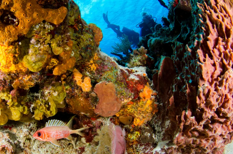 a fish that is swimming in the water, by Emanuel Witz, pexels contest winner, renaissance, colorful coral reef, caribbean, thumbnail, deep sea diver