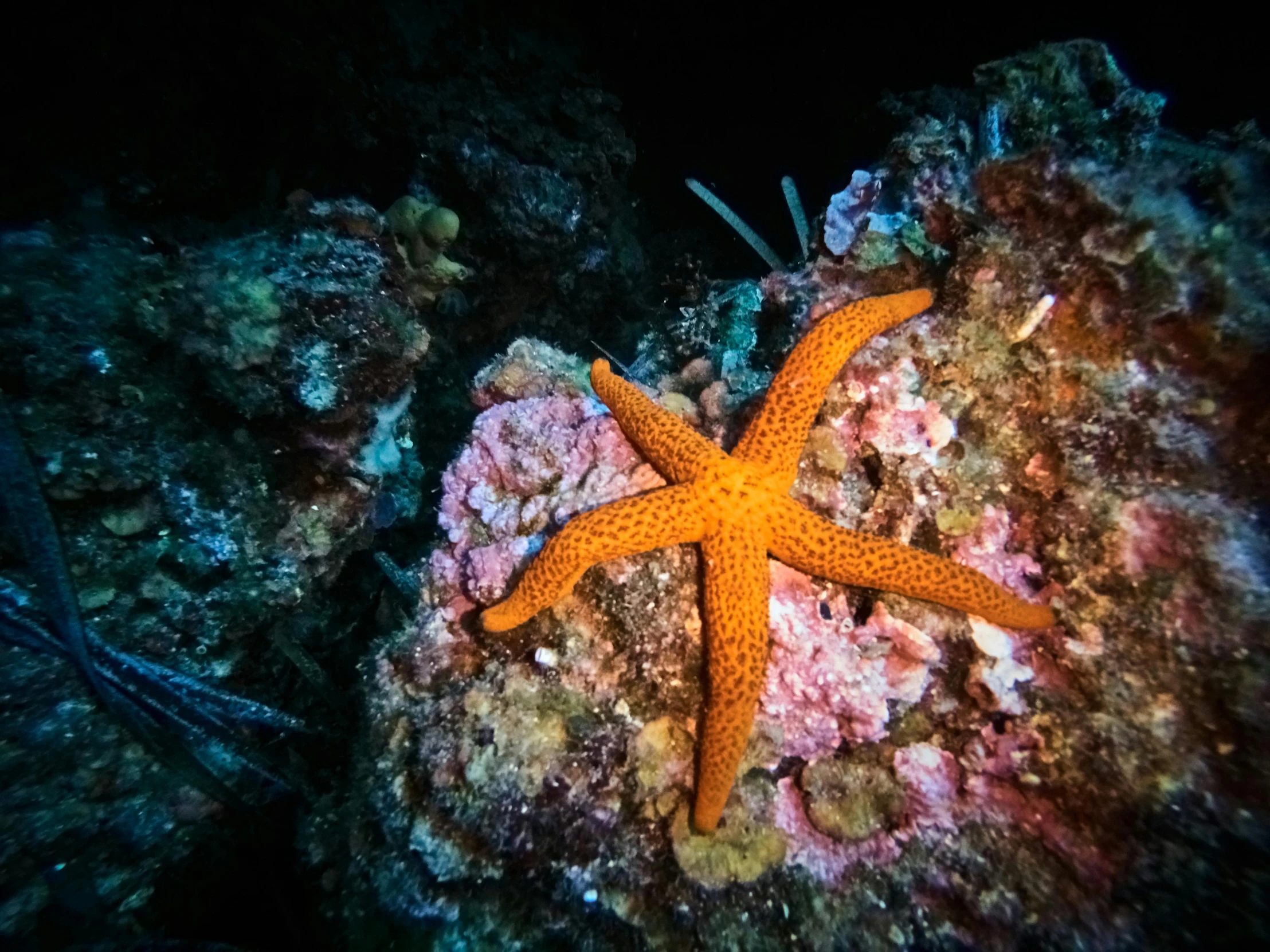 a close up of a starfish on a rock, pexels contest winner, hurufiyya, underwater in the ocean at night, covered in coral, slide show, 🦩🪐🐞👩🏻🦳