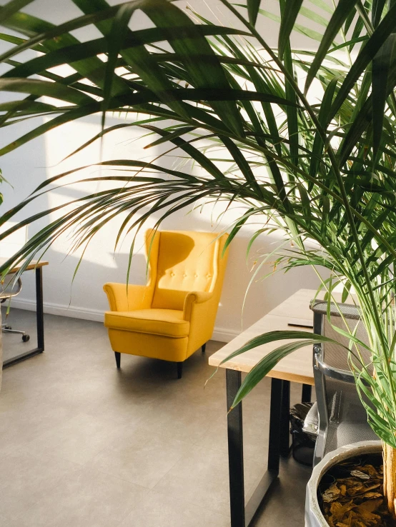 a potted plant sitting on top of a wooden table, yellow robe, open office, thumbnail, comfy chairs