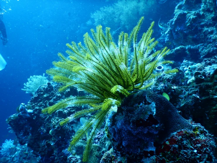 a couple of people that are swimming in the water, a screenshot, pexels contest winner, hurufiyya, overgrown with colorful coral, with a bright yellow aureola, swimming deep underwater, unga bunga