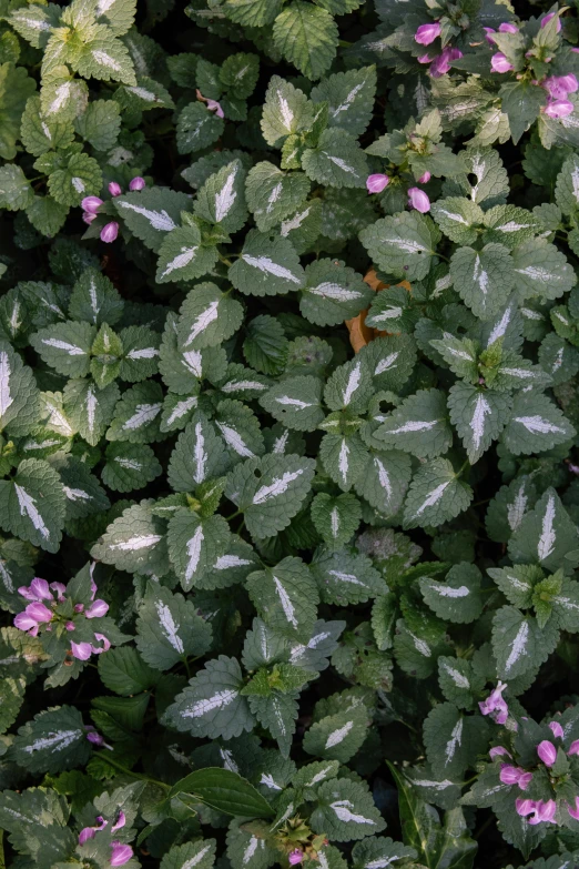 a bunch of green plants with purple flowers, peppermint motif, zoomed out shot, patterned, silver mist