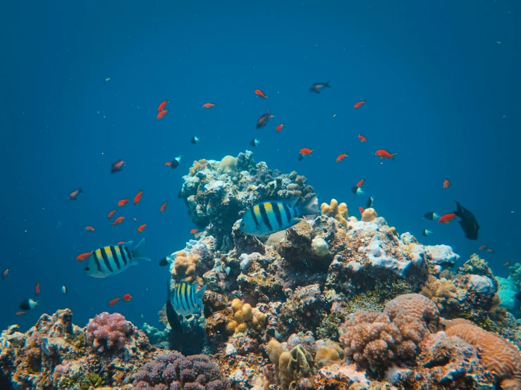 a group of fish swimming around a coral reef, by Daniel Lieske, pexels contest winner, fan favorite, summertime, avatar image