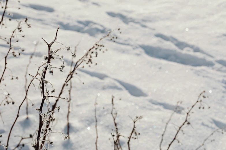 a fire hydrant sitting on top of a snow covered field, by Jaakko Mattila, trending on unsplash, hyperdetailed twigs and plants, a still of an ethereal, three - quarter view, sunlight glistening