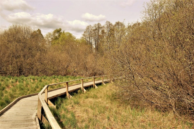 a wooden boardwalk surrounded by tall grass and trees, betula pendula, coloured photo, sprawling, branching hallways