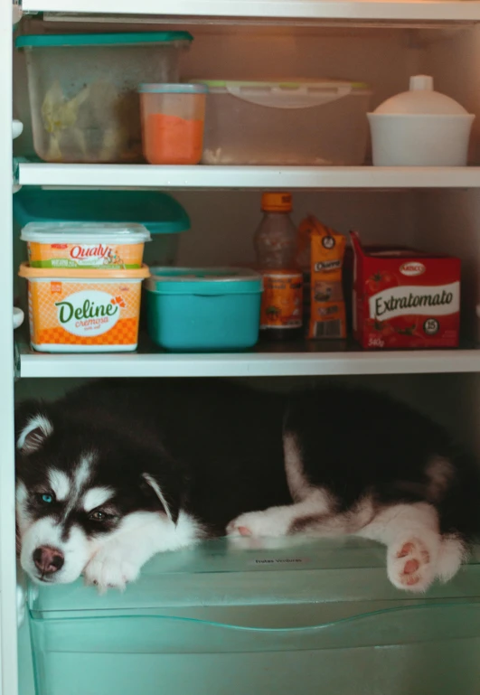 a black and white dog laying on top of a refrigerator, mountains of ice cream, jar on a shelf, siberian husky, 2019 trending photo