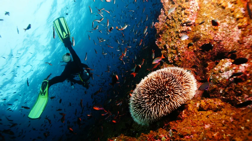 a person swimming next to a sea urchin, a photo, pexels contest winner, scuba diving, great barrier reef, nice deep colours, undersea temple with fish