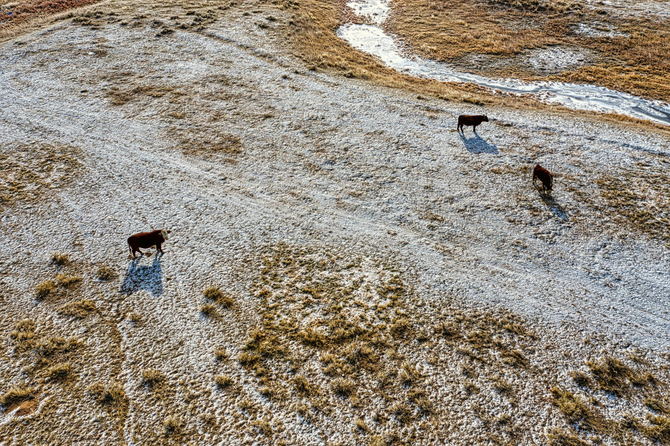 a herd of cattle walking across a dry grass covered field, by Jan Rustem, unsplash, land art, spring winter nature melted snow, drone photograpghy, three animals, high shadows