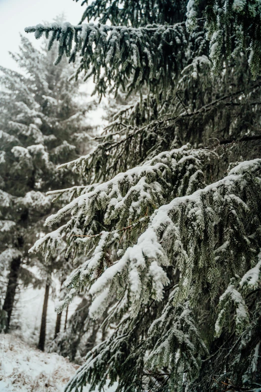 a man riding a snowboard down a snow covered slope, a picture, inspired by Ivan Shishkin, trending on unsplash, process art, spruce trees, ((trees)), low detail, branches wrapped