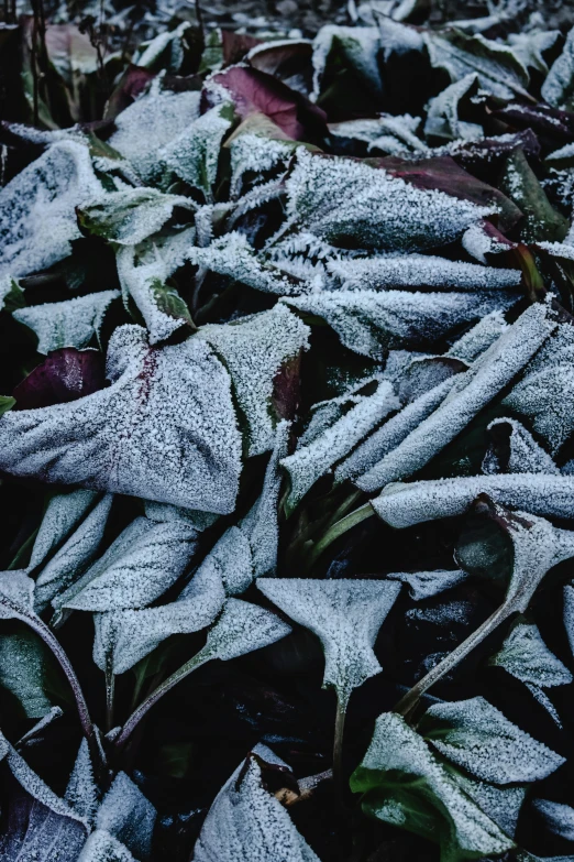 a pile of leaves covered in frost on the ground, an album cover, inspired by Arthur Burdett Frost, trending on pexels, datura, 4k/8k, dark, sage