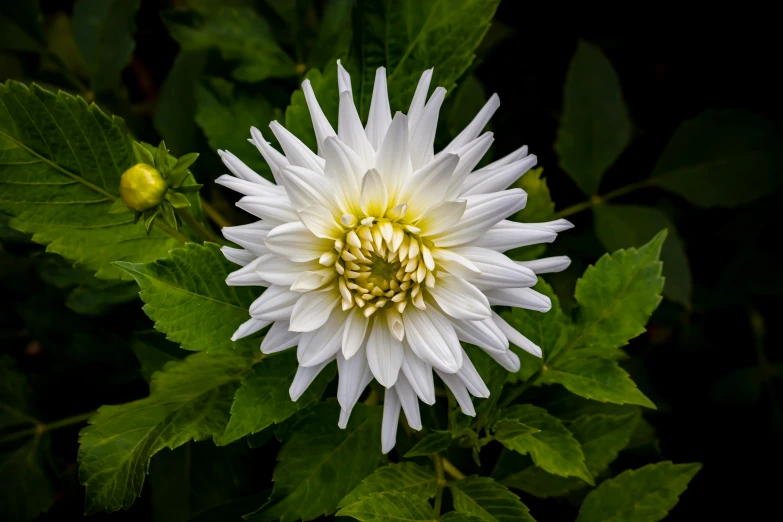 a close up of a white flower with green leaves, chrysanthemum eos-1d, as photograph, adi meyers, photograph