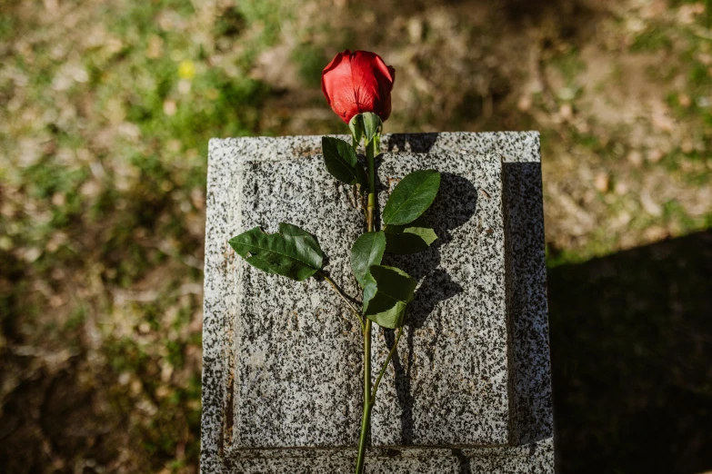 a single red rose sitting on top of a stone, graveside, alessio albi, high quality image, small