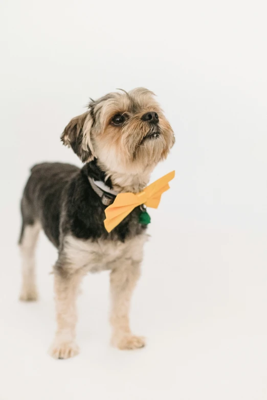 a small dog standing on top of a white floor, by Nicolette Macnamara, unsplash, yellow and charcoal leather, bow tie, the lorax, photo of a model