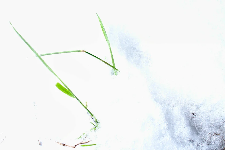 a close up of a plant in the snow, an album cover, by Jan Rustem, unsplash, conceptual art, white bg, grass - like, background image, snowstorm ::5