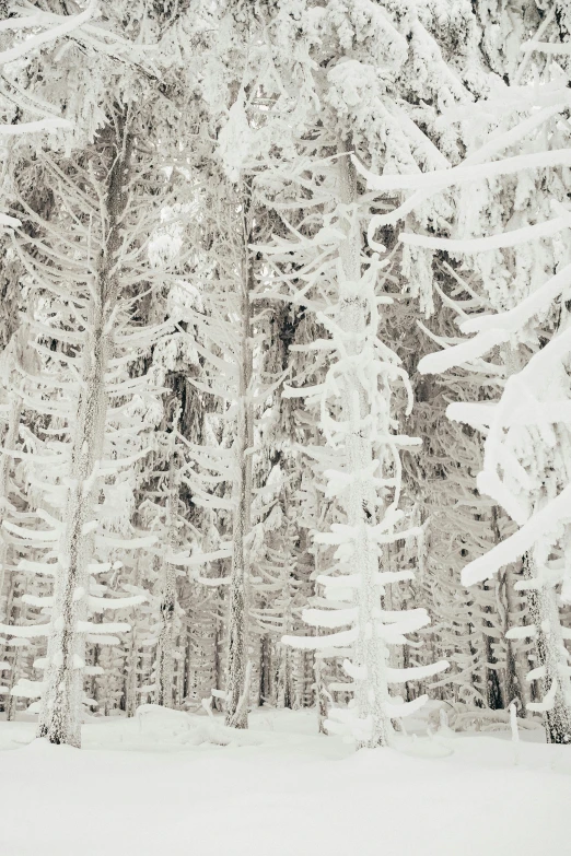 a man riding skis down a snow covered slope, inspired by Siegfried Haas, unsplash contest winner, process art, forest. white trees, high detailed thin stalagtites, looking through frosted glass, fine art print