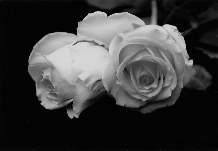 a black and white photo of two roses, by Andor Basch, flickr, romanticism, ffffound, wayne barlowe pierre pellegrini, blushing, trio