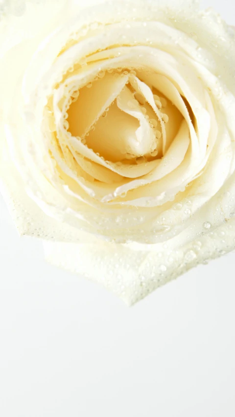 a close up of a white rose on a white background, an album cover, pexels, dew, demur, 15081959 21121991 01012000 4k, high key detailed