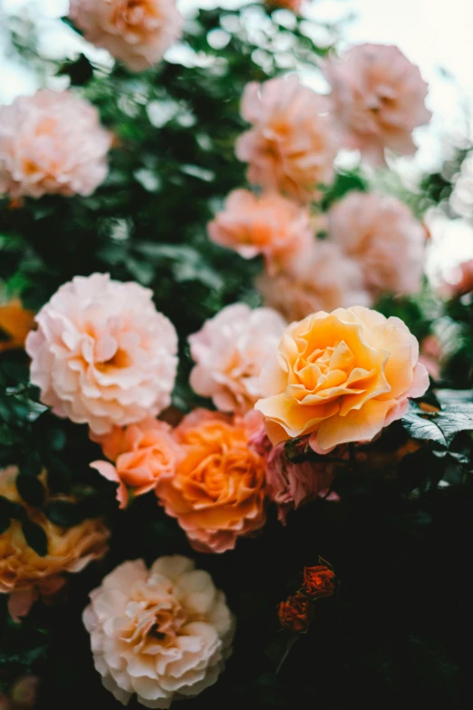 a bunch of flowers sitting on top of a lush green field, inspired by Elsa Bleda, unsplash contest winner, crown of mechanical peach roses, (light orange mist), lush chic garden, vibrant and powerful