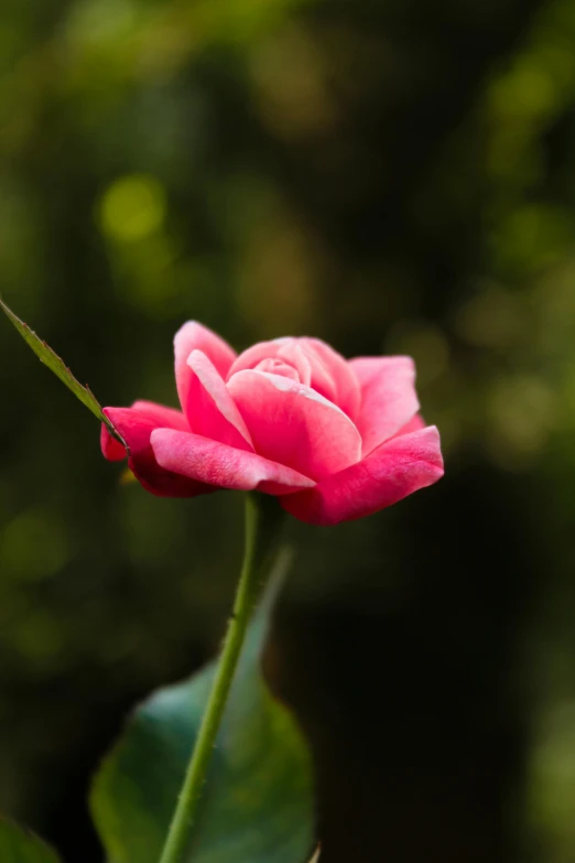 a close up of a pink rose on a stem, unsplash, paul barson, shallow depth or field, red flower, upright