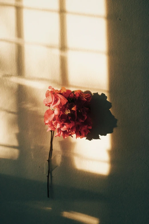 a red flower sitting in front of a window, an album cover, unsplash, romanticism, sun puddle, hydrangea, consist of shadow, single light