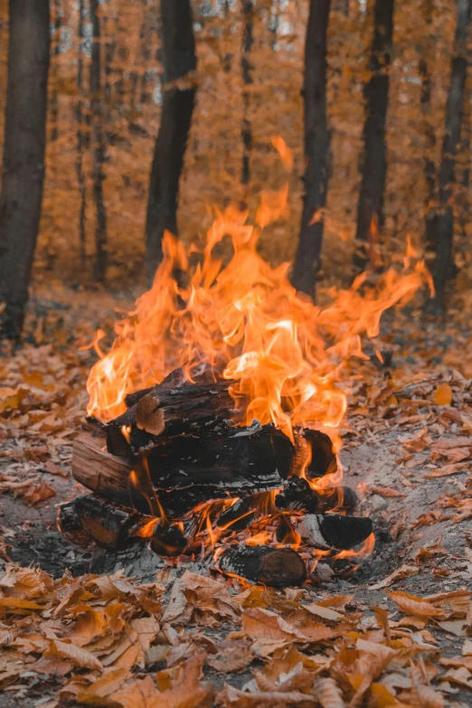 a fire in the middle of a forest filled with leaves, profile image, outdoor photo, 2019 trending photo