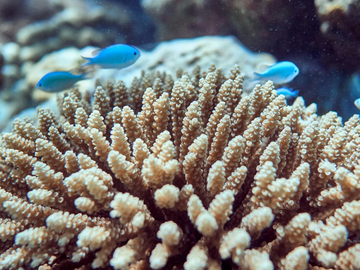 a group of small blue fish swimming on top of a coral, great barrier reef, 🦩🪐🐞👩🏻🦳, museum quality photo, living spore microorganisms