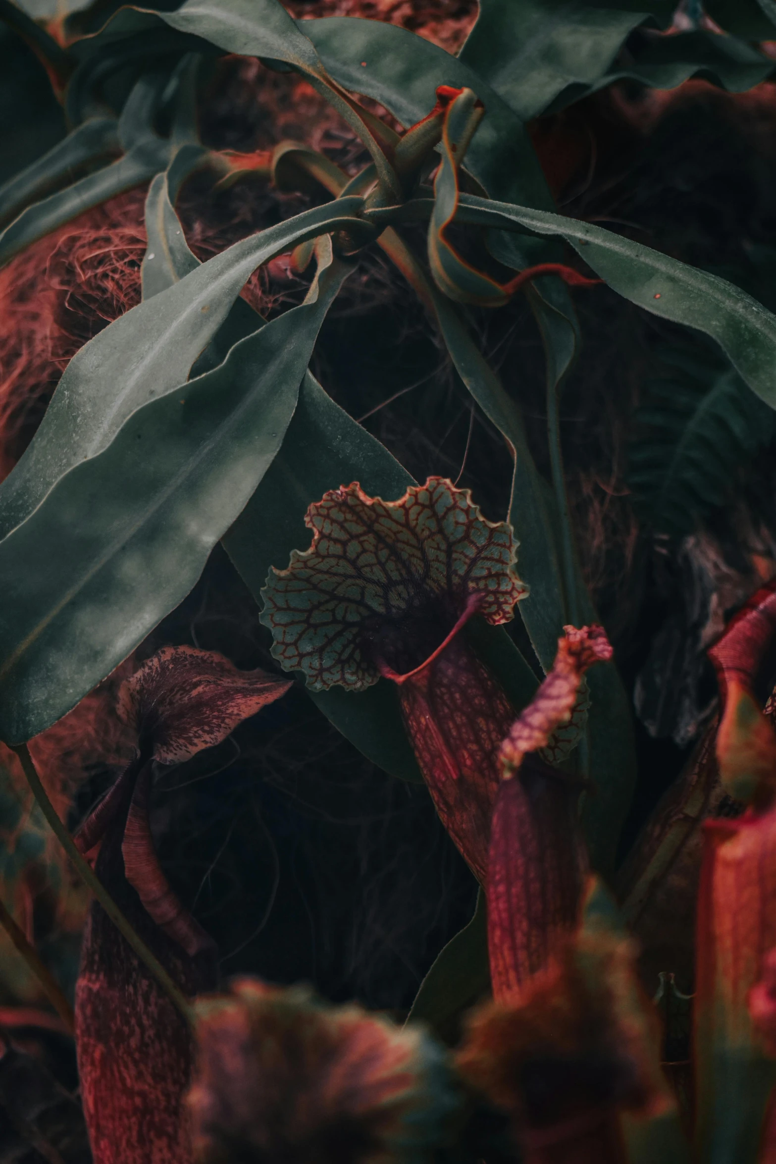 a close up of a plant with many leaves, an album cover, unsplash contest winner, australian tonalism, carnivorous plants, red flowers of different types, atmospheric photo, overgrown with puffy orchids