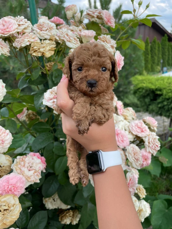 a person holding a brown puppy in front of a bush of flowers, square, 🎀 🧟 🍓 🧚, curly haired, 2263539546]