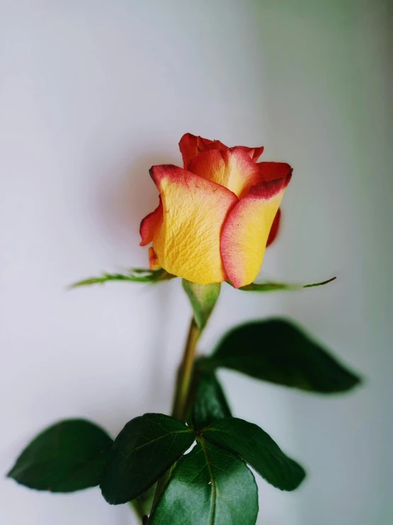 a single red and yellow rose in a vase, unsplash, 🐿🍸🍋, perfectly detailed, highly upvoted, blushing