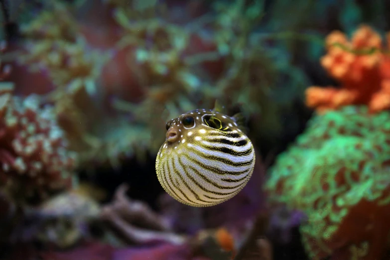 a close up of a puffer fish in an aquarium, by Gwen Barnard, pexels contest winner, striped, butterfly squid, algae, minimalist