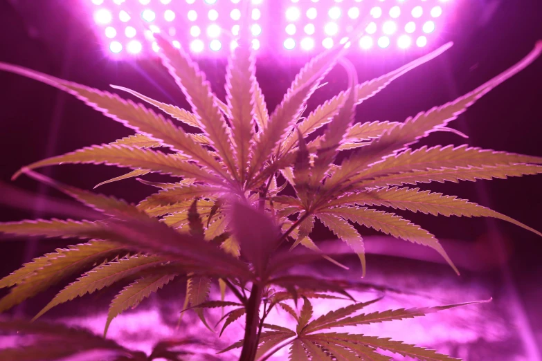 a close up of a plant with lights in the background, 4 2 0, pink violet light, from below, photograph credit: ap