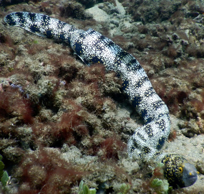 a black and white snake laying on the ground, by Gwen Barnard, mingei, delicate coral sea bottom, white with black spots, 🦩🪐🐞👩🏻🦳, tubular creature