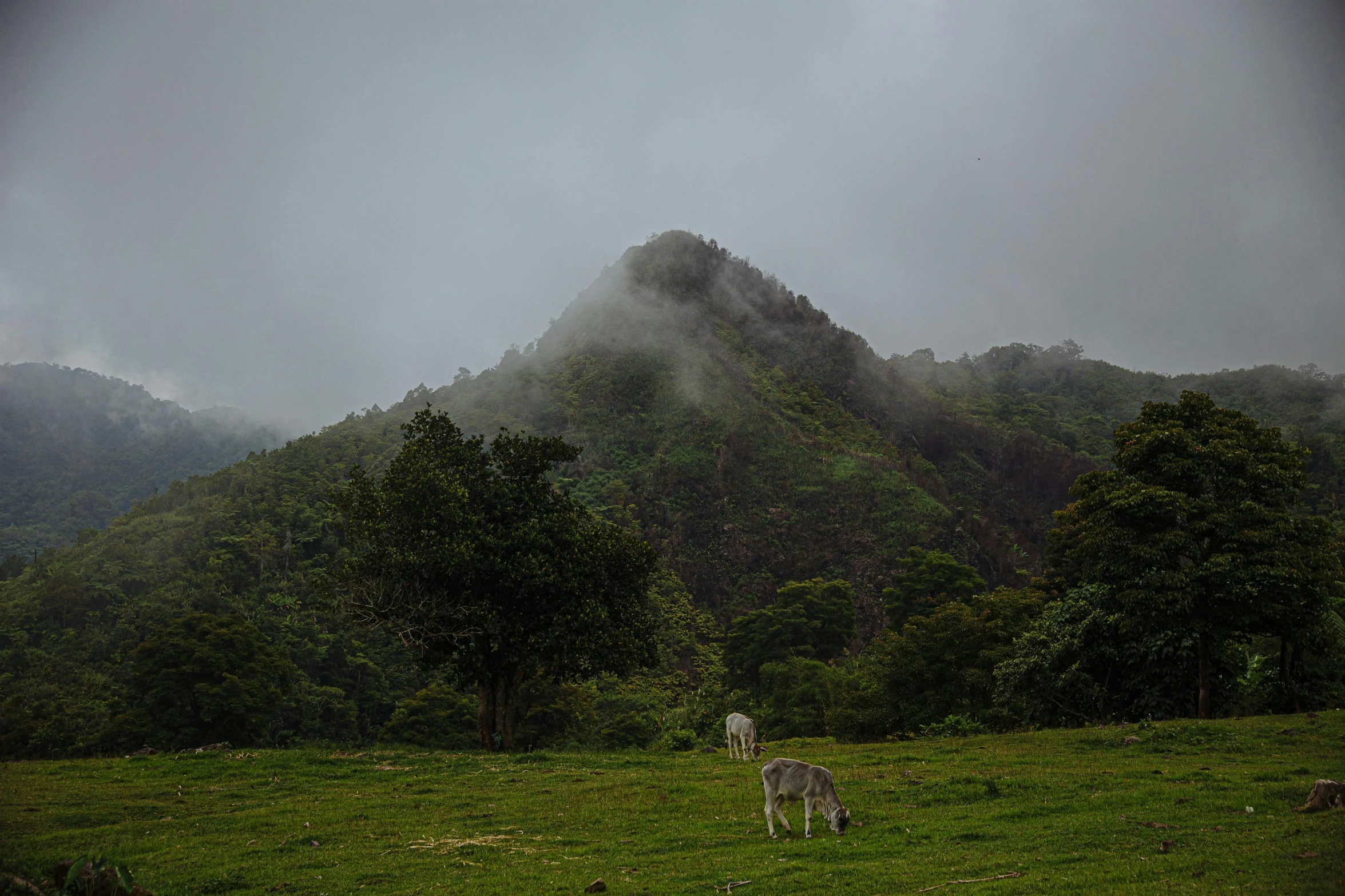 a zebra standing on top of a lush green field, by Daniel Lieske, unsplash contest winner, sumatraism, stormy snowy fiji mountain, foggy forest, cows, grey