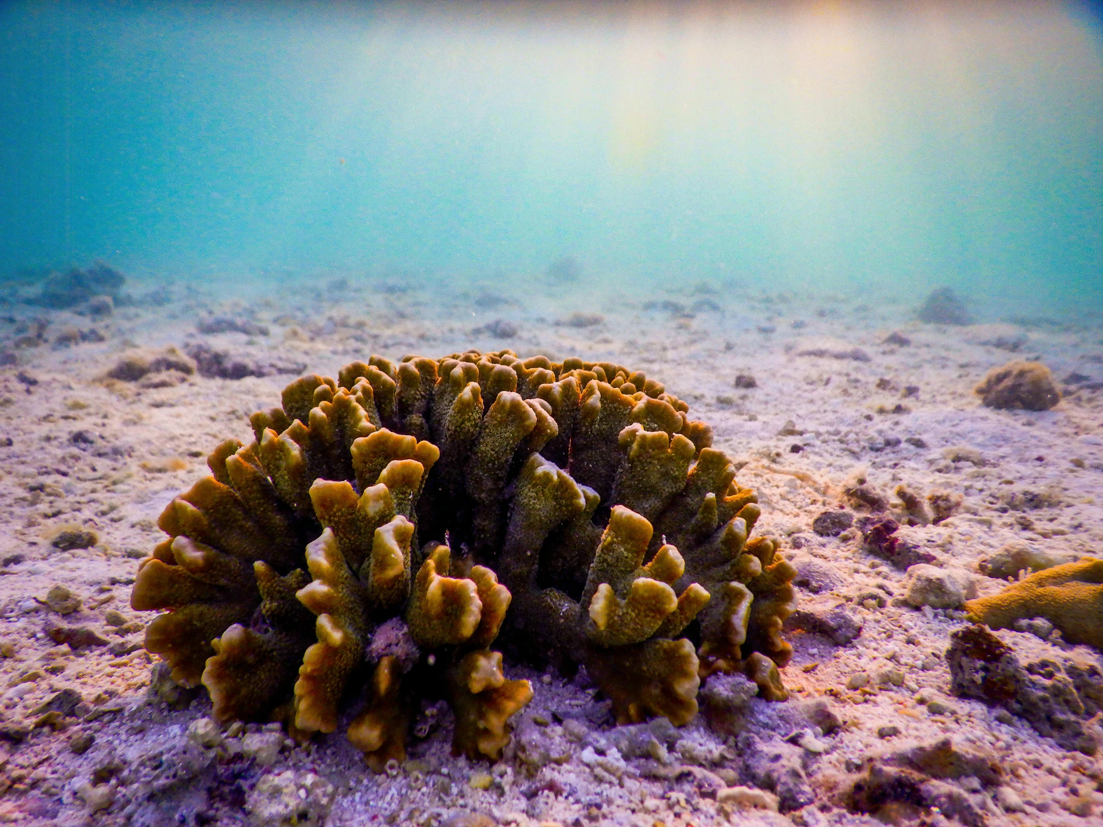 a close up of a coral with water in the background, by Carey Morris, unsplash contest winner, sumatraism, ground - level medium shot, perfect crisp sunlight, an underwater city, okinawa japan