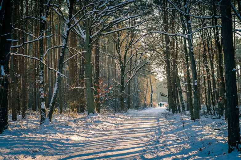a forest filled with lots of trees covered in snow, by Maksimilijan Vanka, pexels, visual art, people walking in the distance, afternoon sunshine, 2000s photo, pathway