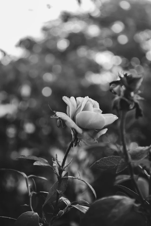 a black and white photo of a rose, by Ai-Mitsu, during dawn, 15081959 21121991 01012000 4k, medium format. soft light, bokeh. i