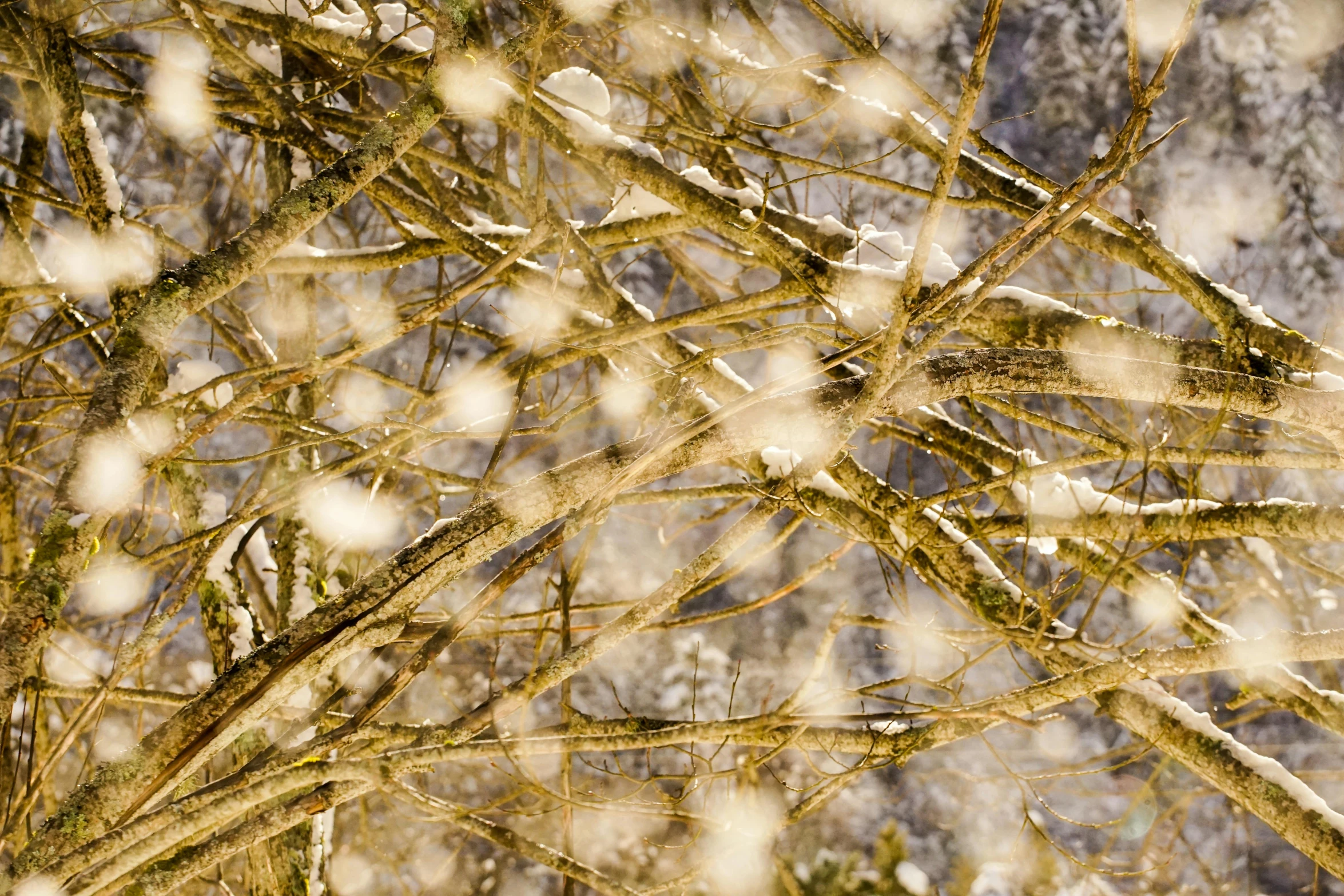 a man riding a snowboard down a snow covered slope, a picture, inspired by Patrick Dougherty, digital art, densely packed buds of weed, 2022 photograph, overhanging branches, thumbnail