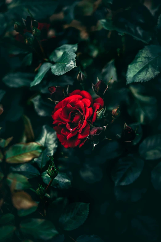 a single red rose surrounded by green leaves, inspired by Elsa Bleda, pexels contest winner, ryan dyar, dark flowers, extremely high resolution, multiple stories