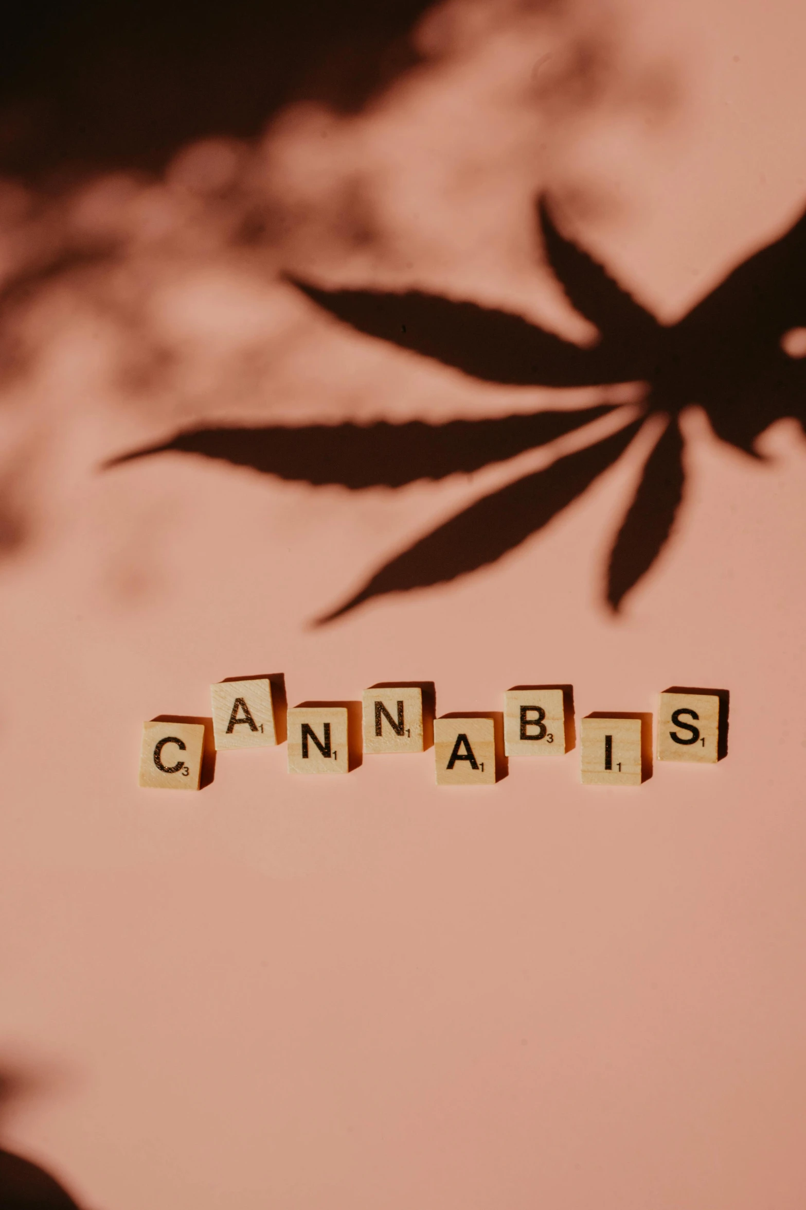 a close up of a plant with the word cannabis spelled on it, a cartoon, trending on pexels, cubes on table, profile picture, minimalistic aesthetics, made of glazed