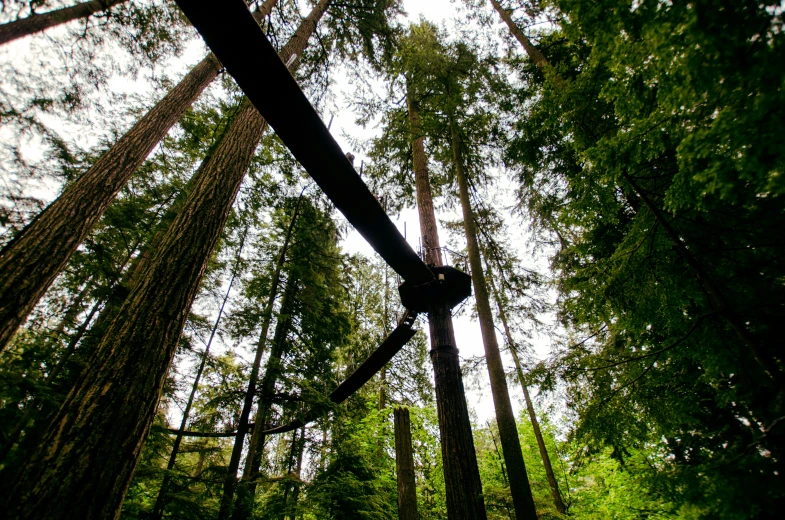 a forest filled with lots of tall trees, by Jessie Algie, pexels contest winner, sky bridges, black fir, balance beams, in front of a forest background